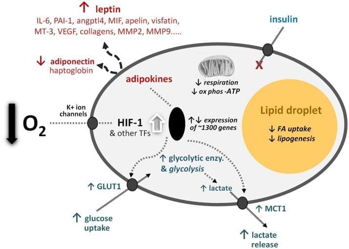 OXYGEN IS A CRITICAL NUTRIENT